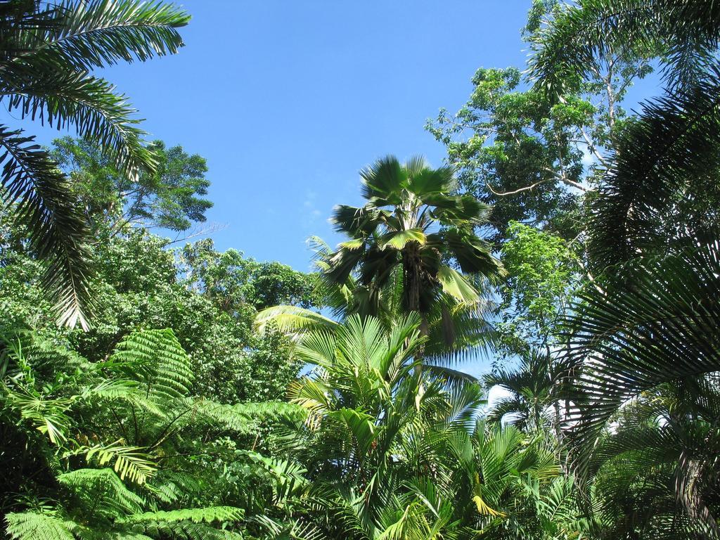Daintree Rainforest Retreat Motel Exterior photo